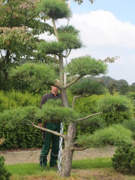 Garten-Bonsai (201222) / Garten-Bonsai (201222)