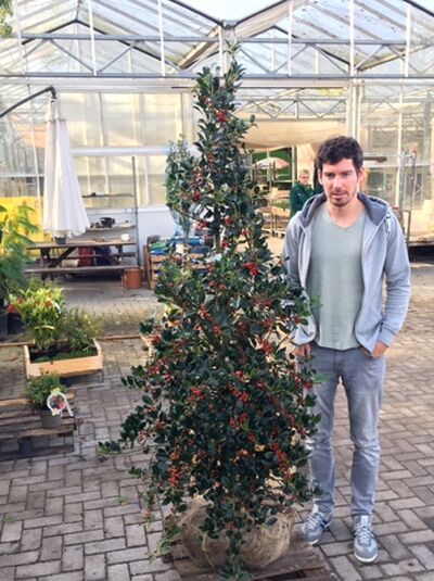 Europäische Stechpalme (Ilex aquifolium 'J. C. van Tol') 175-200 cm m. B., aufrechter Strauch mit glänzenden Blättern und roten Beeren.