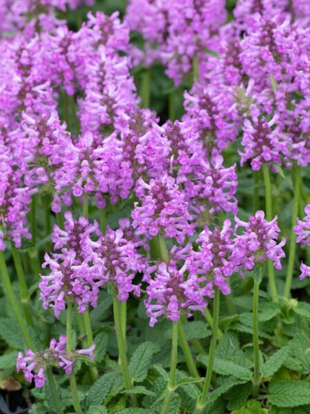 Heil-Ziest 'Ukkie' (Stachys officinalis 'Ukkie') mit violett-rosa Blütenähren und grünen Blättern in dichter Gruppe