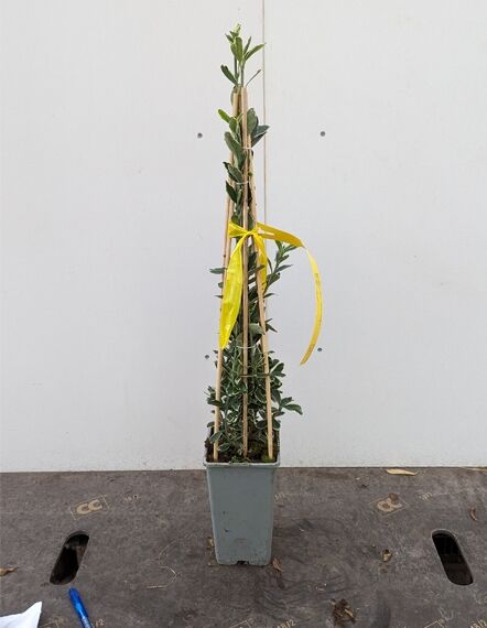 Japanischer Spindelstrauch Euonymus japonicus 'Albomarginatus' 25-30 cm C2 im Topf, aufgebunden an Stäben mit gelbem Band