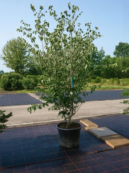 Chinesischer Blumen-Hartriegel Cornus kousa var. chinensis „Weiße Fontäne“, mehrstämmiger Strauch im Container C50.