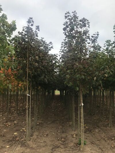Acer pseudoplatanus 'Atropurpureum' Blut-Ahorn, Hochstamm 14-16 StU mit Drahtballen, Baum mit purpurnem Laub im Feldbestand