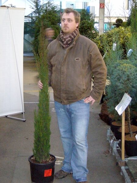 Mittelmeer-Zypresse / Säulen-Zypresse / Mittelmeer-Zypresse / Säulen-Zypresse