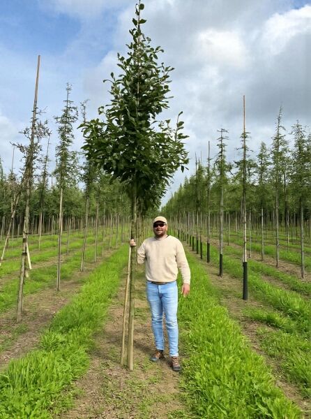 Sorbus latifolia 'Henk Vink' / Breitblättrige Mehlbeere 'Henk Vink' Hochstamm 14-16 StU, Baum mit Stamm und Krone im Feld