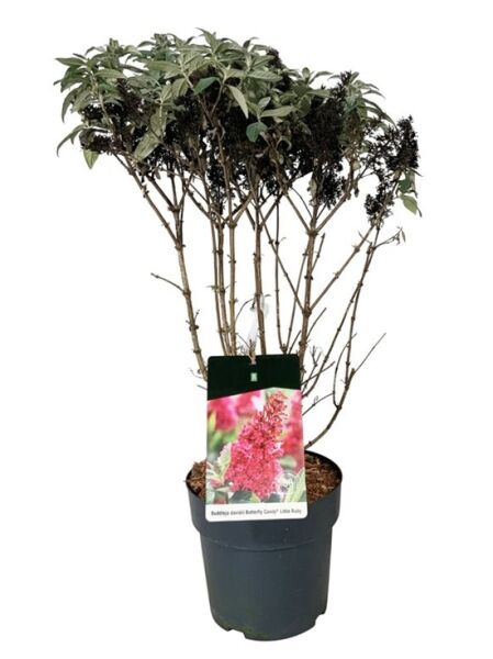 Zwerg-Sommerflieder / Zwerg-Schmetterlingsflieder 'Butterfly Candy ® 'Little Ruby' / Buddleja davidii 'Butterfly Candy ® 'Little Ruby'