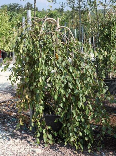Hängende Himalayabirke Hochstamm (Betula utilis 'Long Trunk'), 12-14 StU, im Container mit überhängenden Trieben und grünem Laub.