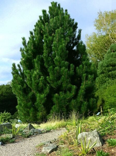 Pinus heldreichii (Schlangenhaut-Kiefer) als immergrüne Kiefer mit dichtem, aufrechtem Wuchs und dunkelgrünen Nadeln.