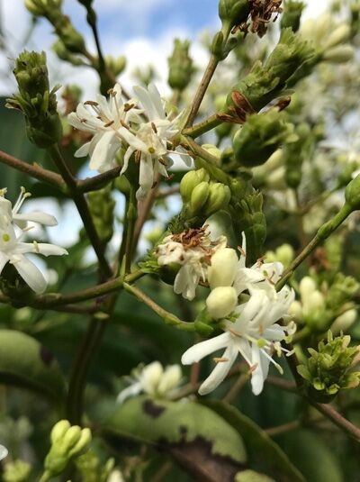 Heptacodium miconioides / Sieben-Söhne-des-Himmels-Strauch