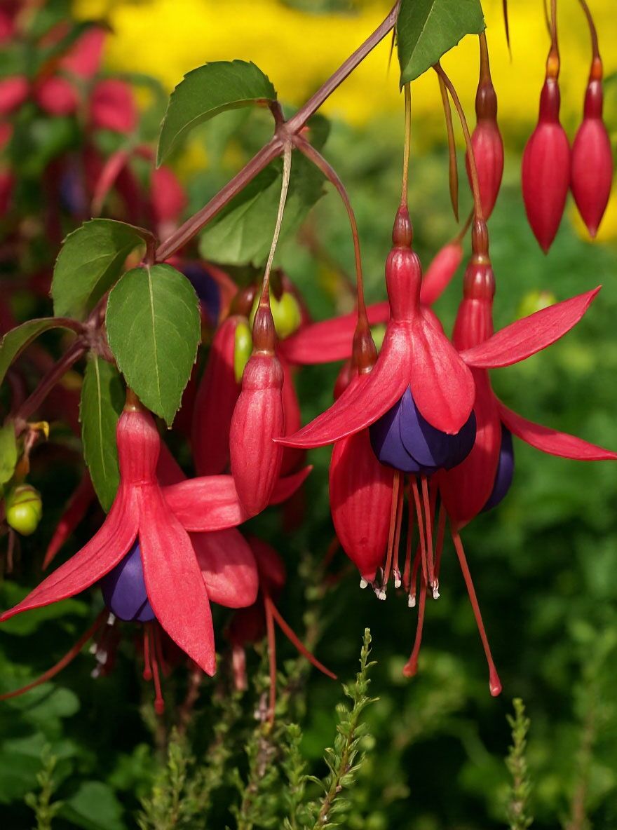 orchideen wässern und düngen Orchideen Dünger von Flora Boost für gesunde und blühende Pflanzen main image 0