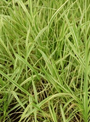 Buntblttriges Garten-Sgras 'Variegata' / Wasserschwaden 'Variegata' - Glyceria  maxima 'Variegata'