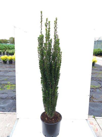 Japanische Säulen-Stechpalme (Ilex crenata 'Fastigiata') 125-150 cm im C20-Topf, schmal aufrecht wachsend mit dunkelgrünem Laub