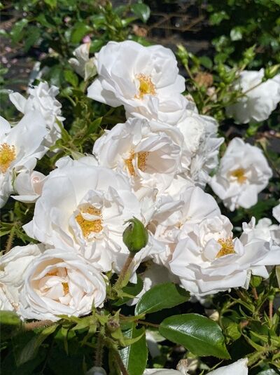 Kletterrose Rosa 'Hella' ADR-Rose mit weißen, halbgefüllten Blüten und gelben Staubgefäßen am grünen Laub