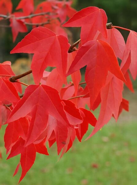 Dreispitz-Ahorn (Acer buergerianum ssp. ningpoense) mit roten, dreilappigen Herbstblättern an Zweigen in Nahaufnahme.