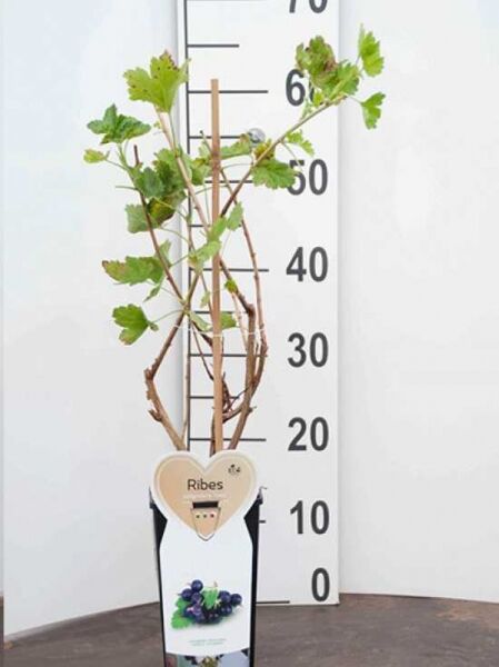 Ribes nigrum 'Jostabes' / Schwarze Johannisbeere 'Jostabes', Strauch mit grünen Blättern, 50–60 cm, im C2-Topf
