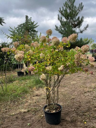 Limonenfarbene Rispen-Hortensie 150 cm 'Schirmform'  / Limonenfarbene Rispen-Hortensie 150 cm 'Schirmform' 
