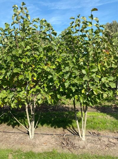 Großblumige Magnolie 'Galaxy' / Magnolia 'Galaxy'