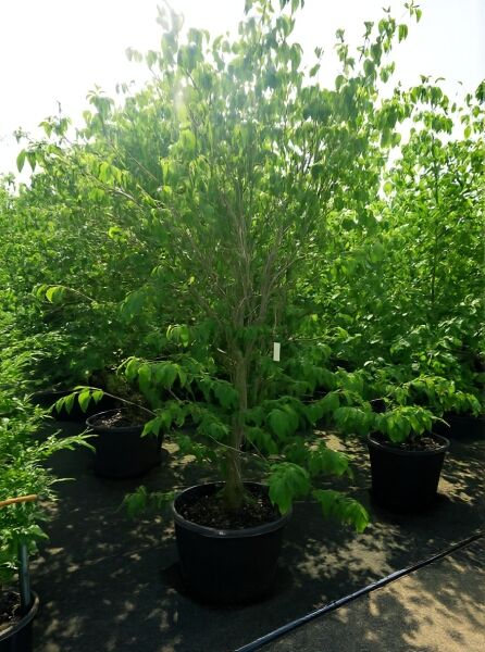 Chinesischer Blumen-Hartriegel (Cornus kousa var. chinensis) 'China Girl' als Containerpflanze mit grünem Laub.