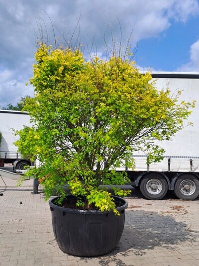 Acer palmatum 'Orange Dream' – Japanischer Ahorn im Container, Schirmform, ca. 200–250 cm, mehrstämmig mit gelbgrünem Laub