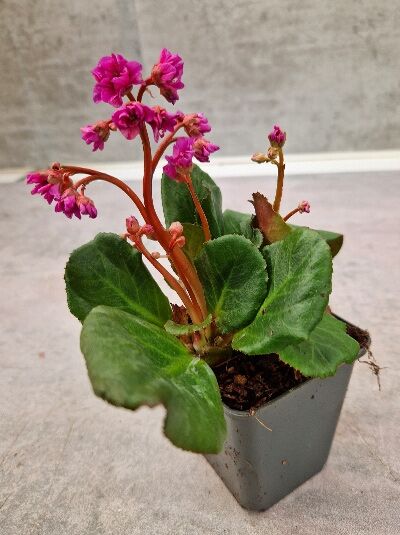 Bergenie (Bergenia cordifolia) 'Spring Fling®' im P9-Topf, grüne Blätter und rosa Blüten an aufrechten Stielen.