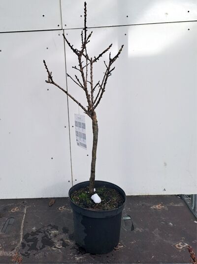 Zwerg-Birne 'Condo' / Pyrus communis 'Condo'