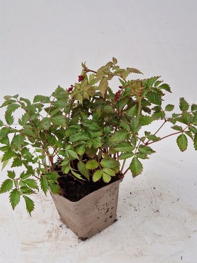 Astilbe arendsii „Hyazinth“ / Pracht-Spiere „Hyazinth“ P9 im Topf, buschiger Wuchs mit grünem, gefiedertem Laub.