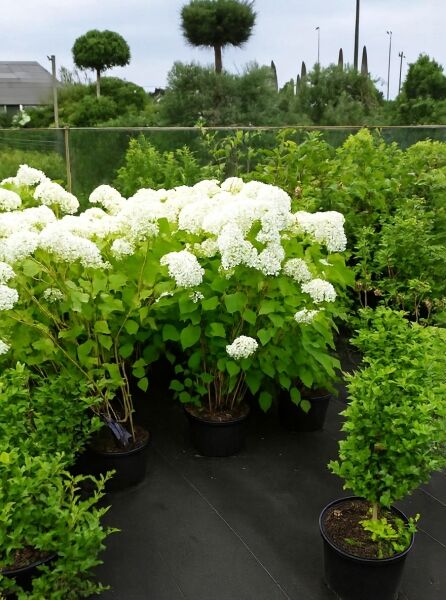 Schneeball-Hortensie 'Annabelle' (Hydrangea arborescens 'Annabelle') 80–100 cm C20 im Topf mit weißen, kugeligen Blütenständen.