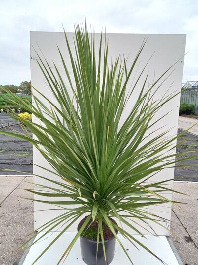 Keulenlilie - Cordyline australis - Baumschule NewGarden
