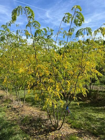 Gleditschie &#039;Skyline&#039; mehrstämmig / Gleditsia triacanthos &#039;Skyline&#039;