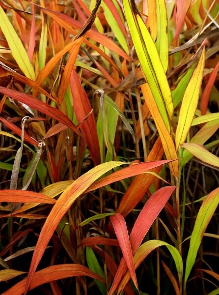 Spodiopogon sibiricus / Glänzendes Federgras mit schmalen, bogig überhängenden Blättern in Grün, Gelb und Rottönen.