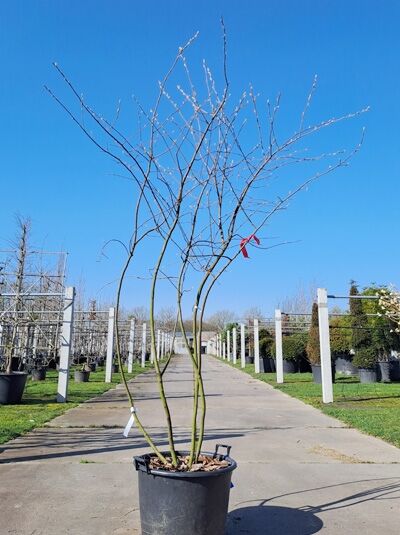 Kupfer-Felsenbirne 200 - 250 cm Schirmform / Amelanchier lamarckii (876182)