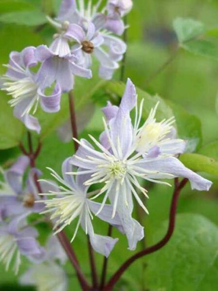 Krautige Garten-Waldrebe 'Mrs.R.Brydon' / Clematis bonstedtii 'Mrs.R.Brydon'