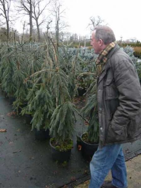 Picea abies 'Inversa' / Hänge-Fichte 'Inversa', hängender Wuchs, im Container C35, 150–175 cm