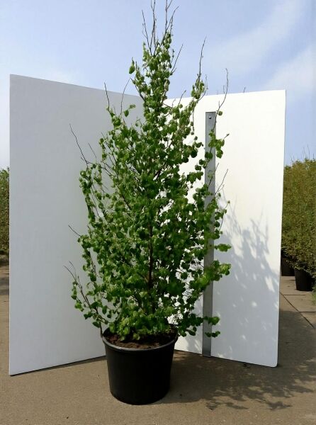 Parrotia persica (Eisenholzbaum) Parrotie 250-300 cm C90 im Pflanzcontainer, mehrstämmig mit grünem Laub.