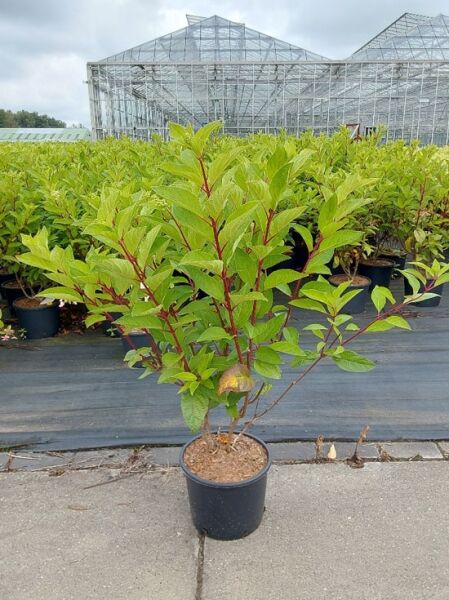 Rispen-Hortensie 'Pinky Winky ®' (Hydrangea paniculata) 60-80 cm C7 im Topf, grünes Laub und rötliche Triebe.