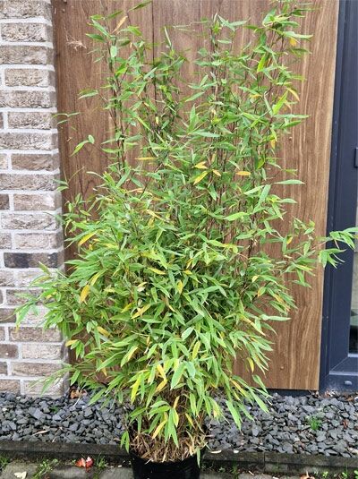 Winterschöner Gartenbambus / Fargesia nitida &#039;Winter Joy&#039;