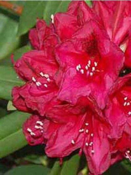 Rhododendron Hybride 'Lord Roberts' / Rhododendron 'Lord Roberts'