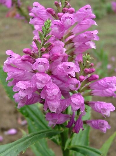 Gelenkblume 'Vivid' / Gelenkblume 'Vivid'