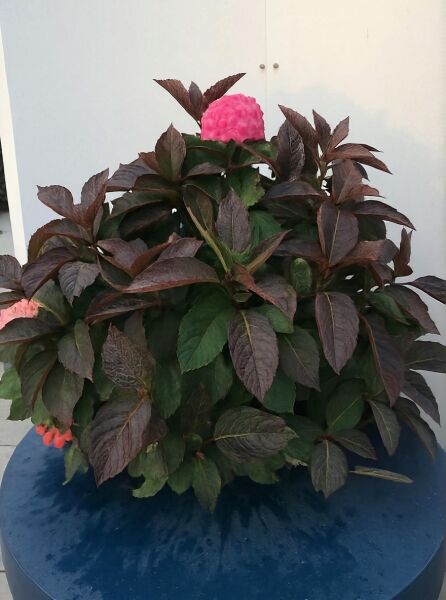 Teller-Hortensie Hydrangea serrata 'Preziosa' 80-100 cm C35, buschige Pflanze mit dunkelgrünem Laub und rosa Blütenstand