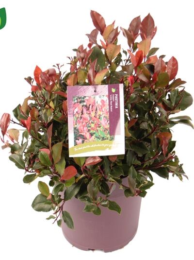 philodendron florida green vs ghost Philodendron Florida Ghost main image 0