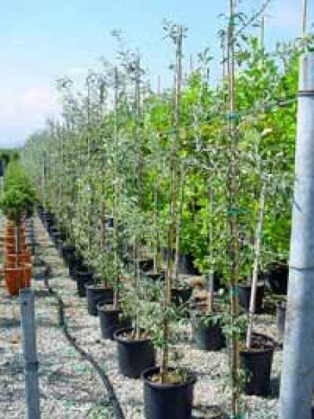 Weidenblättrige Hänge-Birne 'Pendula' / Pyrus salicifolia 'Pendula'
