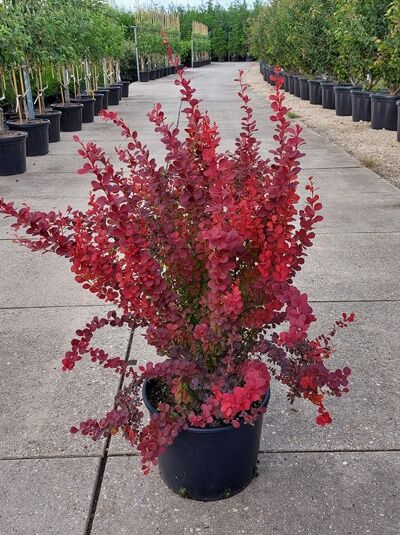 Hecken-Berberitze „Orange Rocket“ (Berberis thunbergii 'Orange Rocket') 60-80 cm C20 im Topf mit rotlaubigen Trieben.