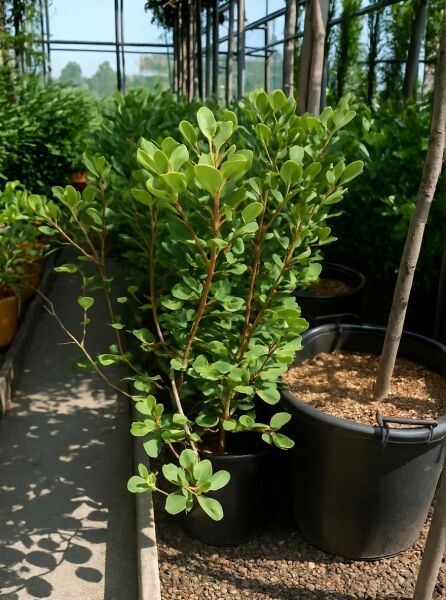 Rhaphiolepis indica, Japanische Weißdolde, 50-60 cm C10, immergrüner Strauch im Container mit ovalen grünen Blättern