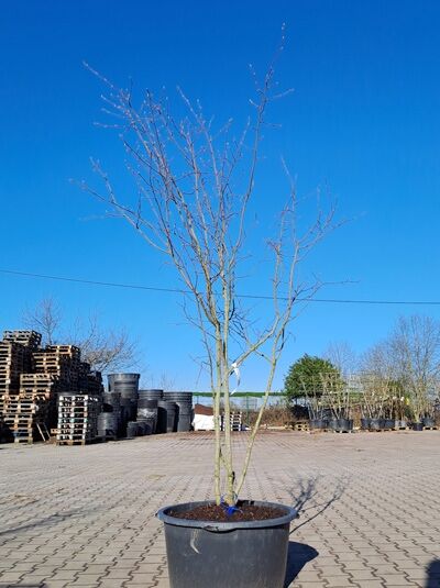 Kupfer-Felsenbirne 200 - 250 cm Schirmform / Amelanchier lamarckii (1567153)