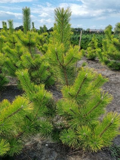 Pinus thunbergii 'Ogon' / Japanische Schwarzkiefer 'Ogon', 125-150 cm m. B., aufrecht wachsender Nadelbaum mit gelbgrünen Nadeln