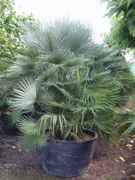 Europäische Zwergpalme (Chamaerops humilis) im Topf, 175–200 cm, Container C285, mit fächerförmigen grünen Blättern