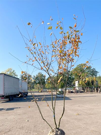 Kupfer-Felsenbirne 200 - 250 cm Schirmform / Amelanchier lamarckii (1577366)