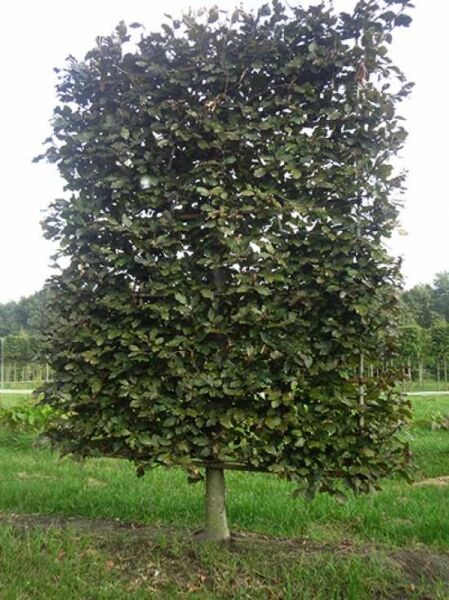 Fagus sylvatica 'Purpurea' / Blutbuche 'Boden-Spalier' H:250 B:160 T:20 (Stamm 50 cm)