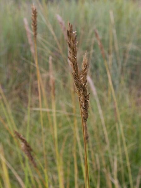 Silber-Kopfgras / Silber-Blaugras / Sesleria argentea