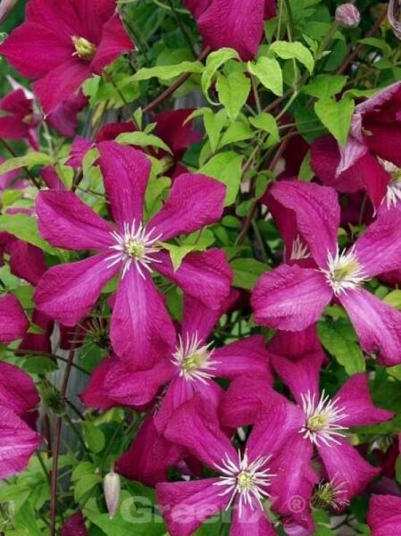 Clematis viticella 'Madame Jules Correvon' / 'Madame Julia Correvon' / Waldrebe 'Madame Julia Correvon'