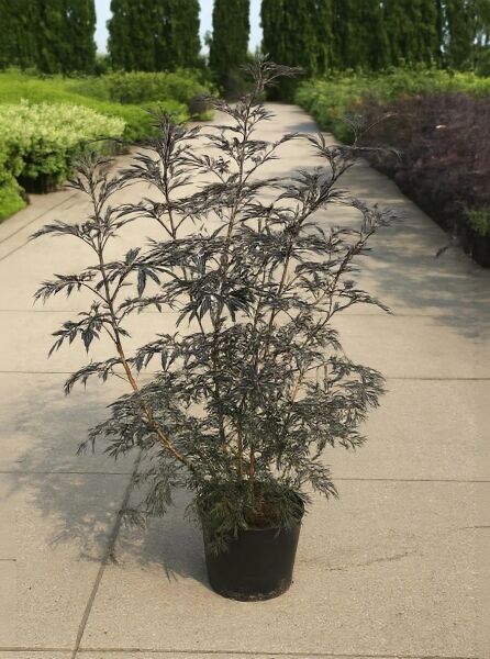 Sambucus nigra 'Black Lace®' / Rotblättriger Schlitz-Holunder 'Black Lace®', 100-125 cm, C20, im Topf mit dunkelrotem Laub